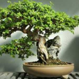 Как да расте бонсай дърво?