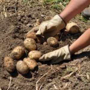 Как да расте добра реколта от картофи?