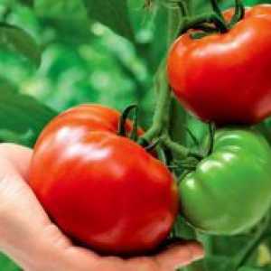 Как да расте добра реколта от домати?