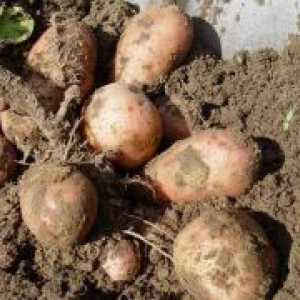 Как да се отглеждат картофи?