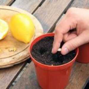 Как да расте един лимон в къщи?