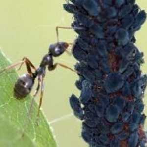 Как да се покаже мравките от градината?