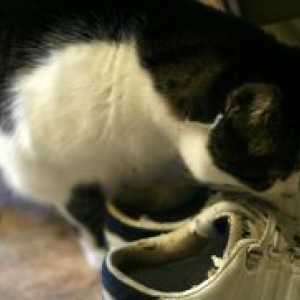 Как да донесе миризмата на котка урина от обувката?