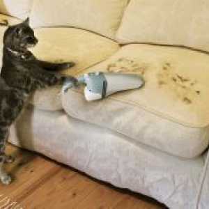 Как да донесе миризмата на котка урина от дивана?