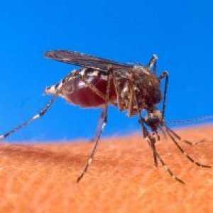 Как да се предпази детето Ви от комари?