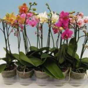 Как да стигнем орхидея да цъфти?
