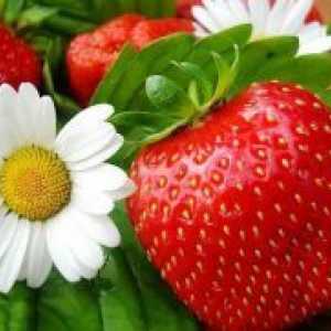 Какви витамини, съдържащи се в ягодите?