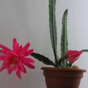 Cactus Epiphyllum Dreamland - лечебни свойства