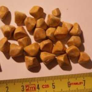 Камъни в жлъчката - Лечение на народни средства