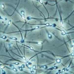 Клетките на сперматогенезата