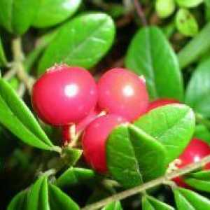 Cranberry - полезни свойства