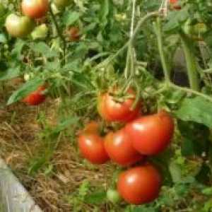 Когато необходимостта от обработване на домати от края на бич?