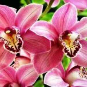 Кога да се пресаждат орхидея?