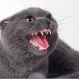 Когато котките се променят зъби?