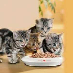 Консервирани храни за котки