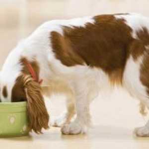Консервирани храни за кучета
