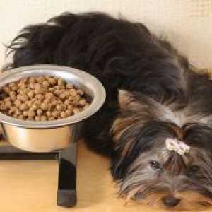 Храна за малки кучета порода