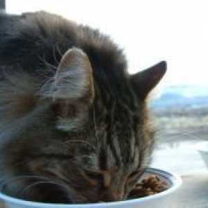 Храни за по-възрастните котки