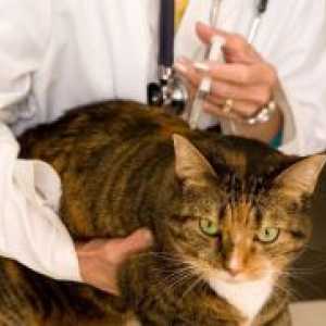 Koronovirusnaya инфекция при котки - Симптоми