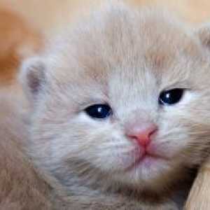 Kitten кихане и сълзене на очите