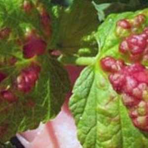 Червени петна по листата на френско грозде през пролетта
