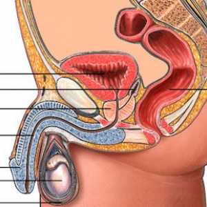 Народни методи на простатата домашно лечение