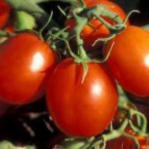 Най-добрите сортове домати за оранжерии