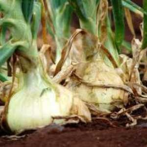 Onion "eksibishen" - отглеждане на разсад през