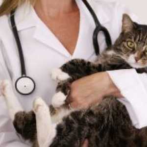 Мастит при котки - Лечение