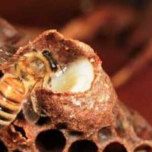 Пчелното млечице - полезни свойства