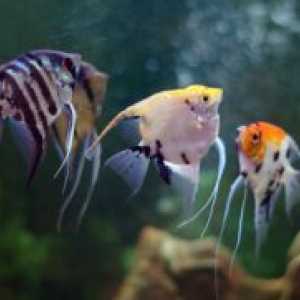 Мирно аквариумни риби