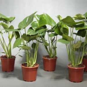 Монстера: грижа за тропически растения у дома