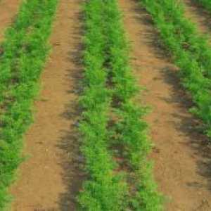 Морков - засаждане и грижи в открито поле