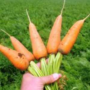 Моркови Шантану