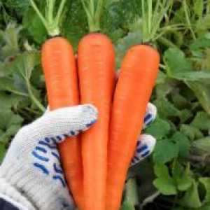 Морковите - отглеждане от семена