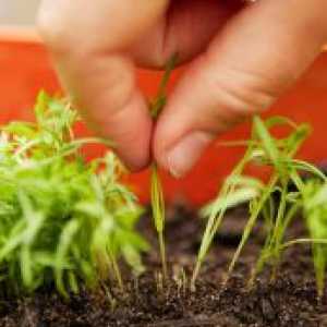 Възможно ли е да се трансплантира на отгледни сечи моркови?
