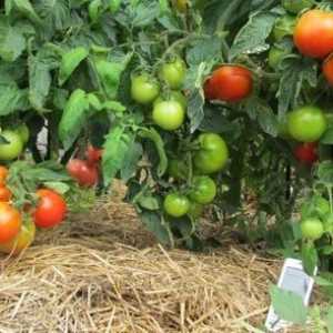 Мулчиране домати в оранжерия
