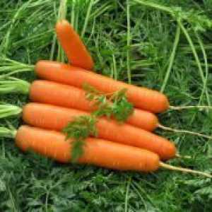 "Нант" морков