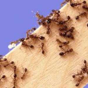 Фолк средство за защита срещу мравки