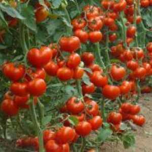 Нискостъблени домати - най-добрите сортове на открито