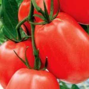 Нискостъблени домати за открит терен