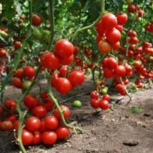 Ниските домати, които не изискват pasynkovaniya
