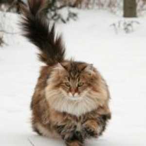 Норвежката горска котка: характеристики на породата
