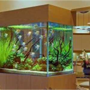 Осъществяване аквариум със собствените си ръце