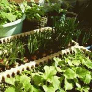 Зеленчукова градина на перваза на прозореца - веднъж на масата!