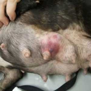 Тумори на млечната жлеза при кучета