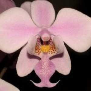 Orchid - Грижи след цъфтежа