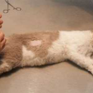 Белодробен оток при котки - Лечение