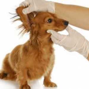 Отит в Кучета - симптоми и лечение