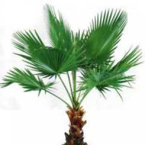 Palm дърво в саксия